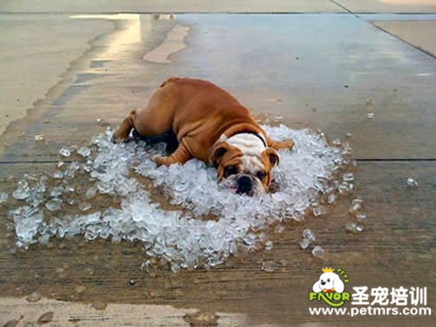 狗狗你有那么熱嗎