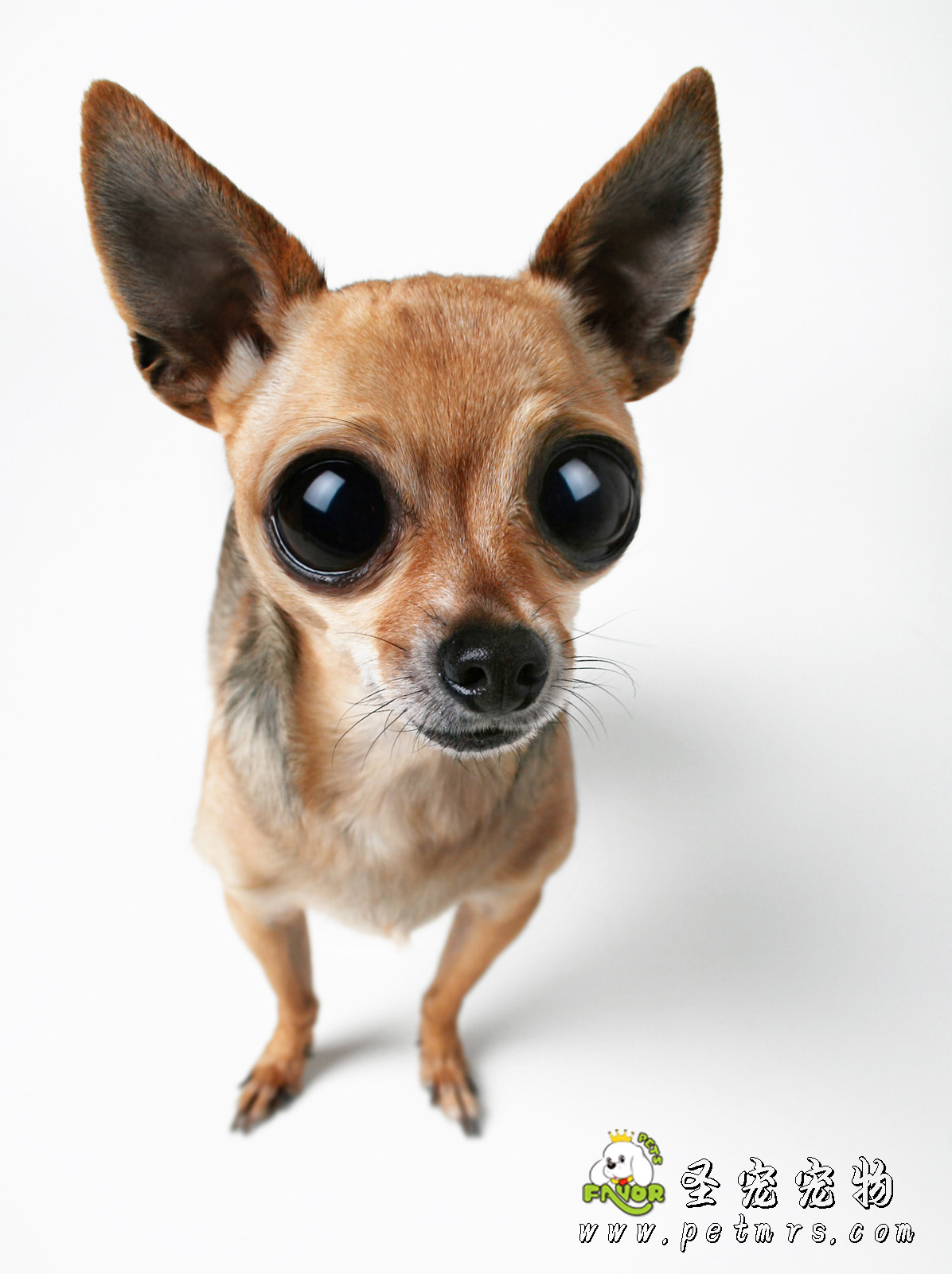 犬細小治療的最佳方法