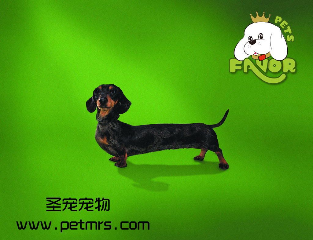 為什么狗狗打過(guò)預(yù)防針還會(huì)得犬細(xì)小病