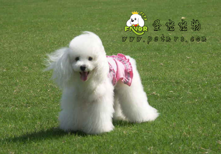 狗狗得犬細小大概幾天才會好