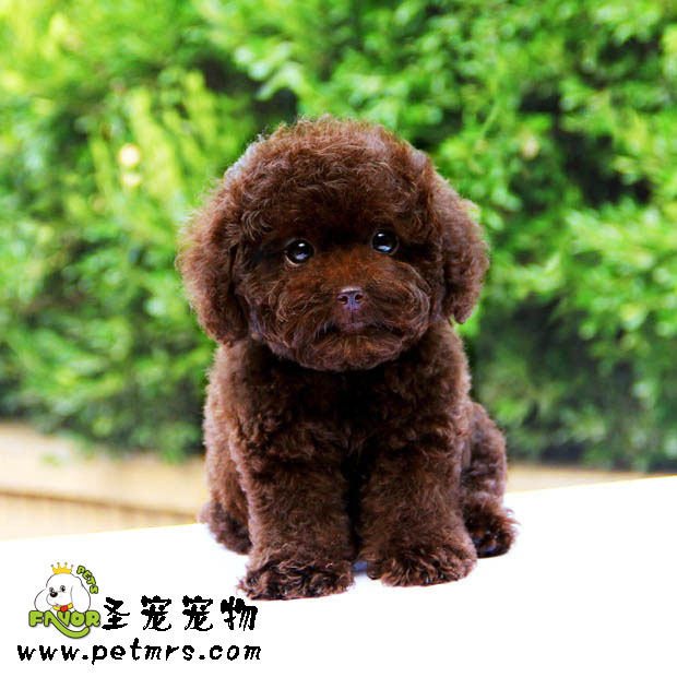 貴賓犬美容之如何為貴賓梳理梳理好毛發(fā)