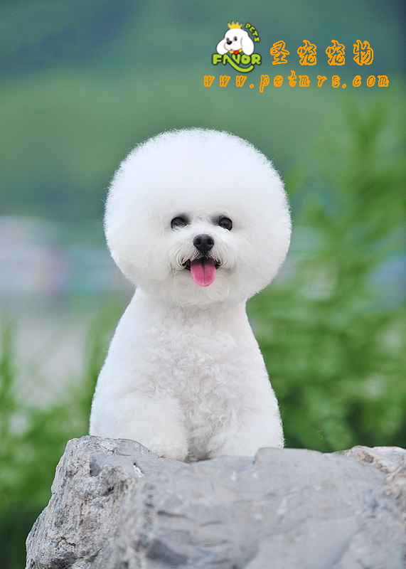 比熊犬美容的要點策略