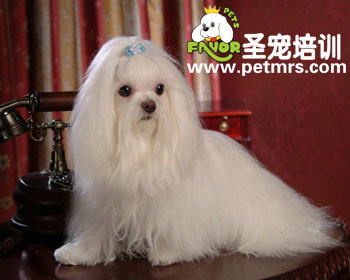 馬爾濟斯美容方法