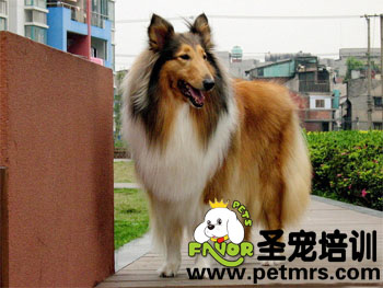 長毛狗狗的毛發打理方法