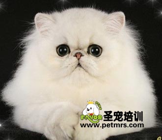 金吉拉貓美容方法