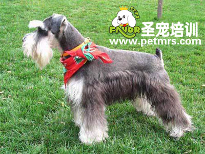 迷你雪納瑞標準