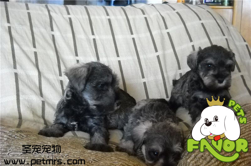 狗狗缺乏維生素B的癥狀和治療