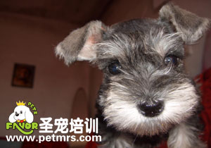 狗狗不孕不育的治療
