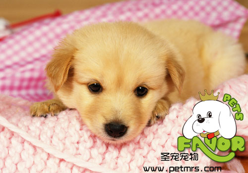 母犬不孕不育的癥狀和治療
