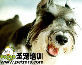 狗狗心力衰竭疾病的治療