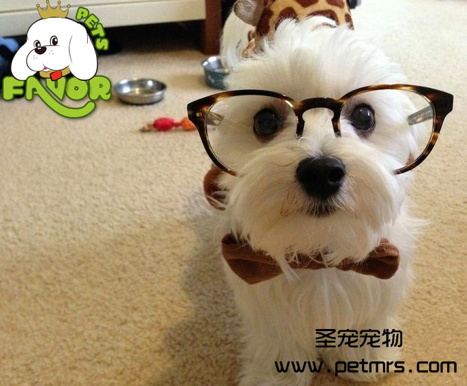 犬類再生障礙性貧血癥狀的治療