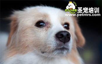 狗狗眼部護(hù)理