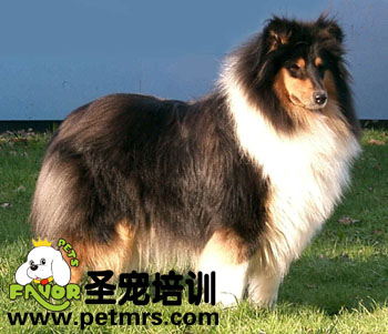長毛狗狗