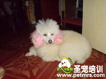 狗狗染毛常識