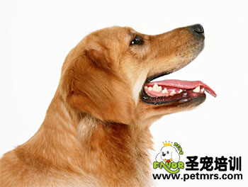 寵物美容之刷牙