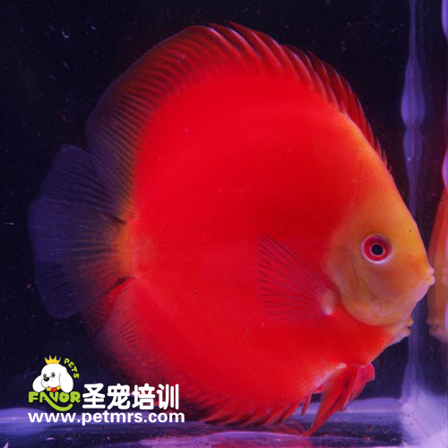 七彩魚常見疾病的治療方法