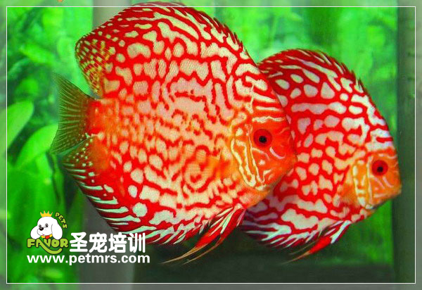 引發七彩神仙魚疾病的原因
