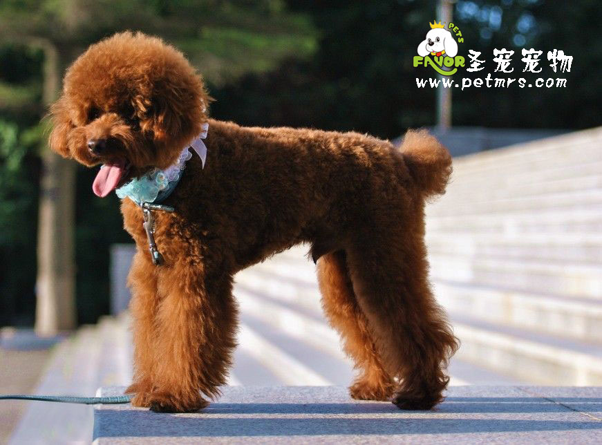 狗狗吐黃水該怎么辦