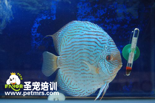 七彩神仙魚寄生蟲病的治療