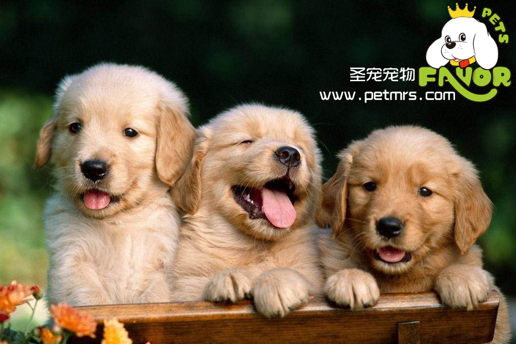 狗寶寶