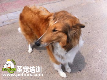 長毛狗狗