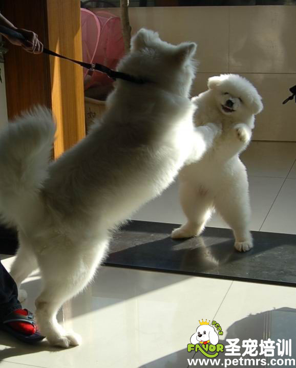狗狗照鏡子,不認識自己
