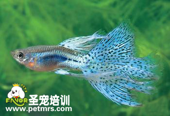 孔雀魚(yú)掃把式的爛尾病