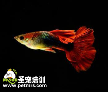 孔雀魚的松鱗病的診斷和治療