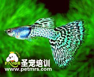 孔雀魚燙尾疾病的診斷和治療