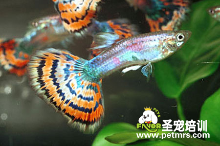孔雀魚縮尾和針尾病的診斷和治療