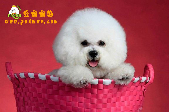 了解比熊犬休克的常識
