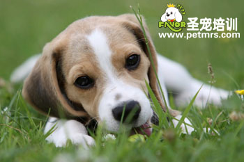 比格犬美容