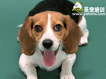 比格犬美容