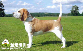 比格犬美容
