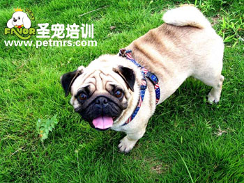 比格犬美容
