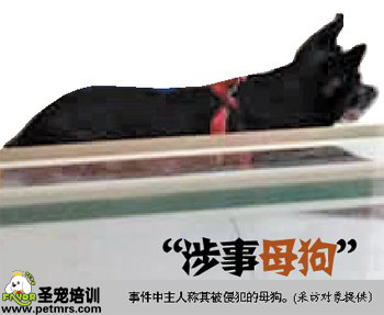 “白富美”母狗