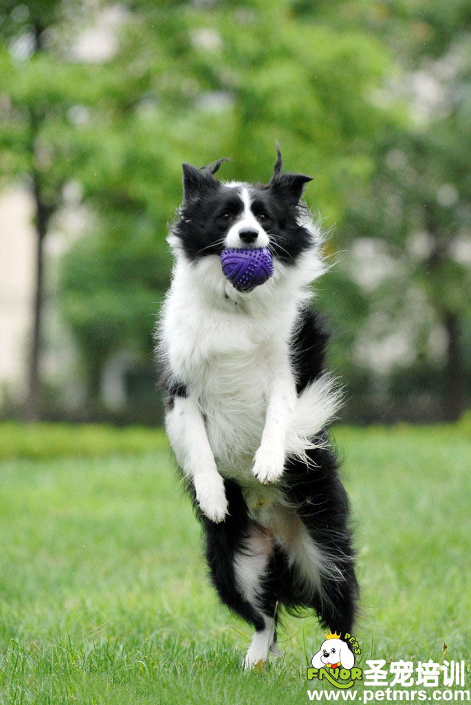 邊境牧羊犬