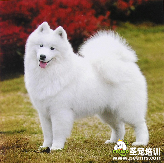 狗狗相親