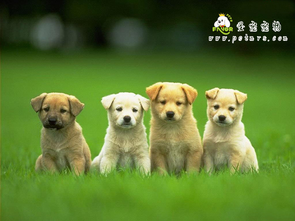 狗狗腹膜炎疾病的診斷和治療