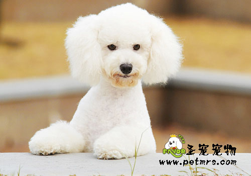 狗狗得狂犬病會有什么癥狀