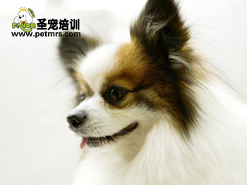 蝴蝶犬怎么剪指甲