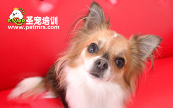 蝴蝶犬清潔耳朵