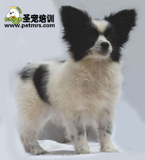 如何保養蝴蝶犬毛發