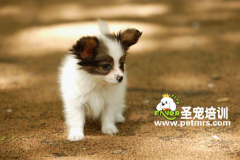 蝴蝶犬剪毛的方法及步驟