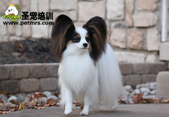 蝴蝶犬梳毛的方法及技巧