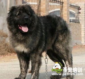 高加索犬怎么護理眼睛