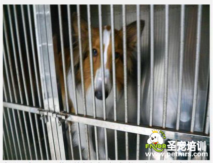 狗狗出國