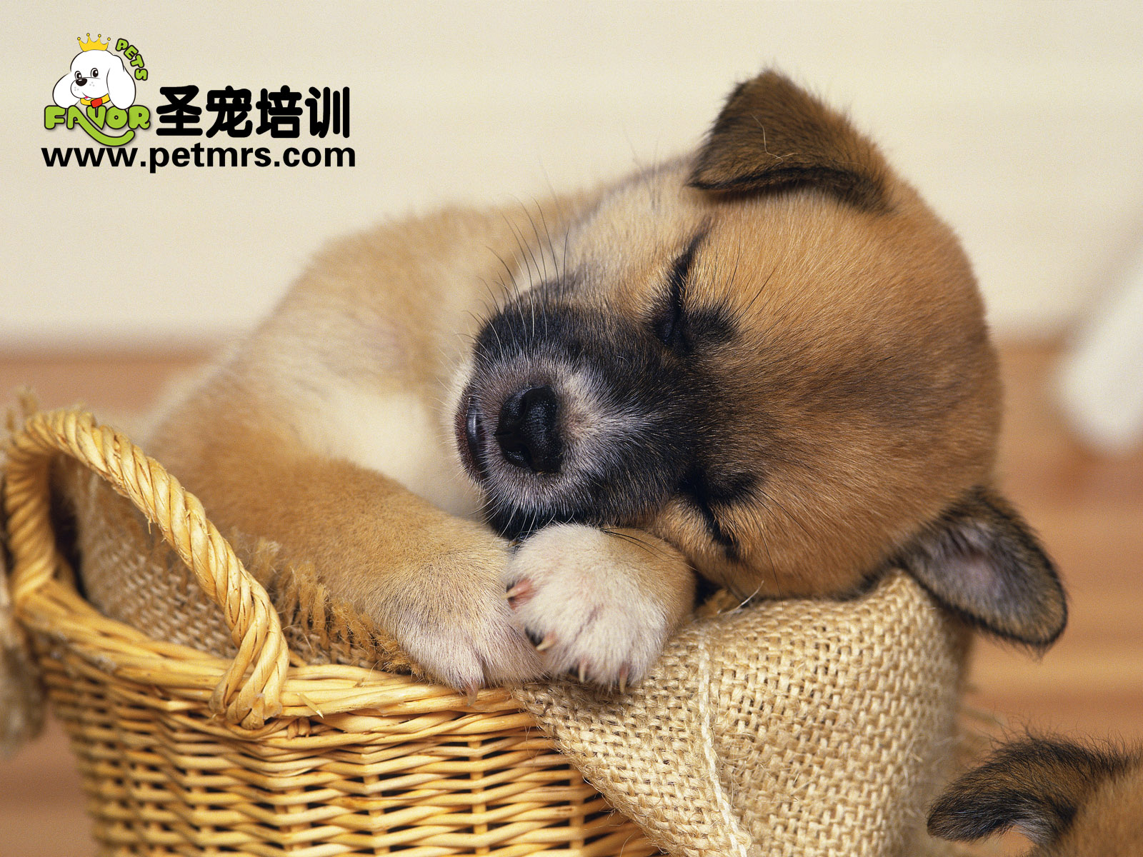 狗狗腹瀉疾病的治療