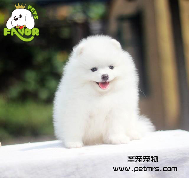 狗狗常見營養(yǎng)性疾病的介紹