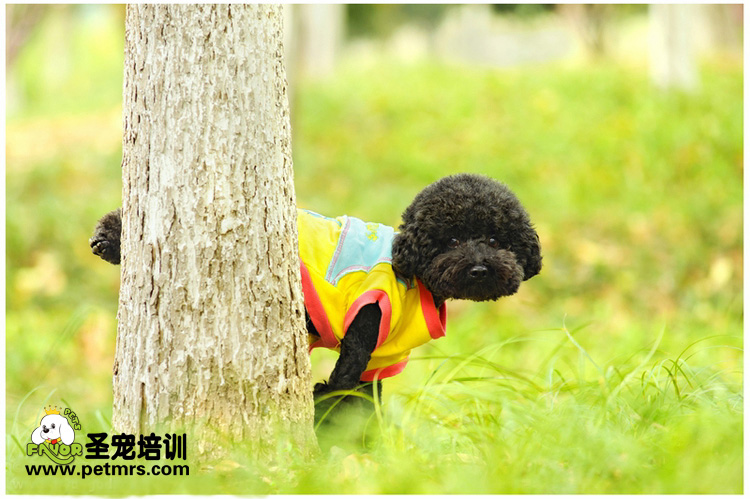 帶狗狗看醫生的注意事項
